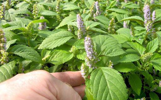 Avoid these common vegetables to enjoy delicious and nutritious chicken hotpot