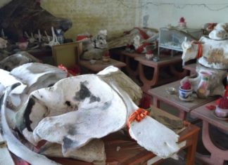 Lăng Ông Nam Hải Phú Quốc Festival: Origin and Significance