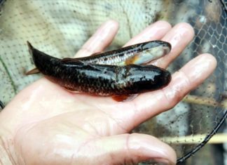 Fish as precious as ginseng, a heaven-sent fortune, can only be caught when one becomes intoxicated