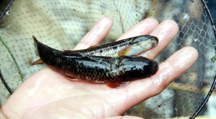 Fish as precious as ginseng, a heaven-sent fortune, can only be caught when one becomes intoxicated