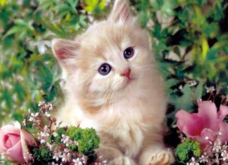 Overnight success: 4-year-old kicks the wind like a Dragon, money comes in the front door, gold in the back door, everything goes smoothly