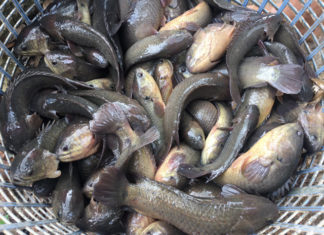 Only 1 point is needed to distinguish wild and farmed catfish, no fear of falling into a trap of deception