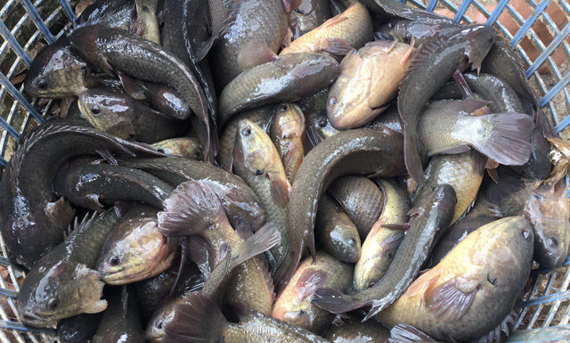 Only 1 point is needed to distinguish wild and farmed catfish, no fear of falling into a trap of deception