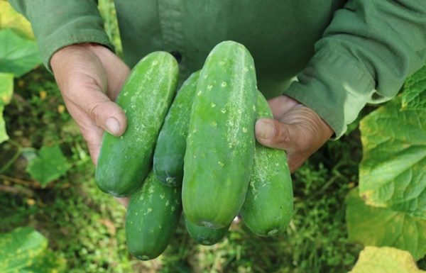 Tips for choosing crispy, sweet, non-bitter cucumbers that sellers never tell you