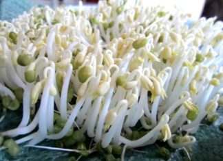 Tips for Safe and Chemical-Free Bean Sprout Buying