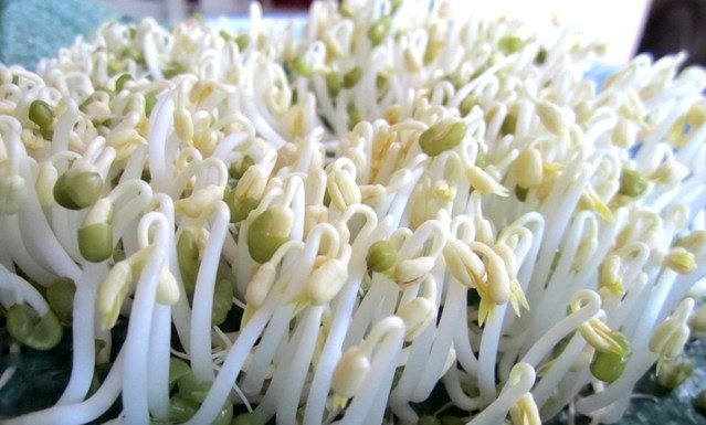 Tips for Safe and Chemical-Free Bean Sprout Buying