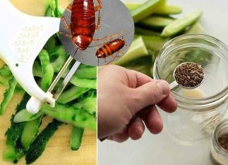 Effective Tips for Safe and Guaranteed Cockroach Extermination