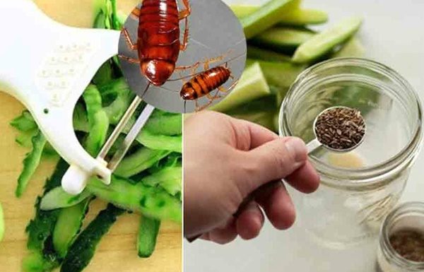 Effective Tips for Safe and Guaranteed Cockroach Extermination