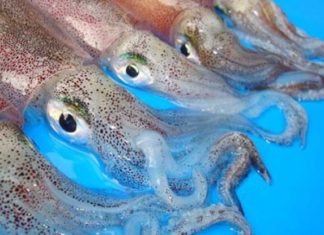 The easiest way to stir-fry squid to make it crispy, delicious, and not fishy