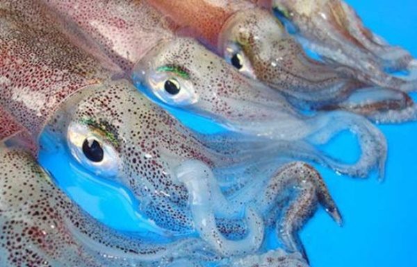 The easiest way to stir-fry squid to make it crispy, delicious, and not fishy