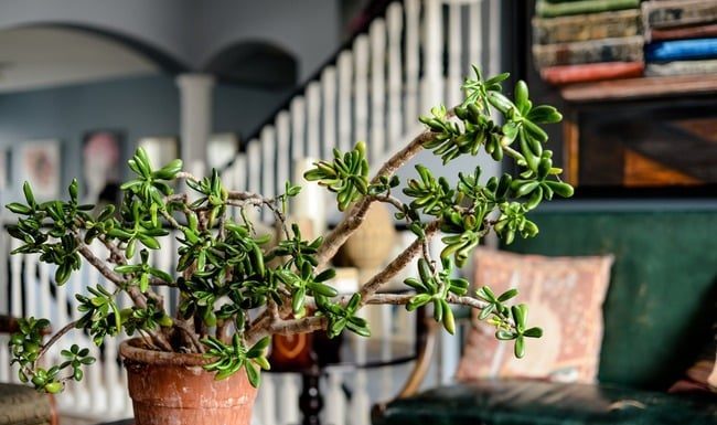 The wealthy love to plant 4 lucky cacti in the living room, that’s why fortune comes to their house, abundant all year round.