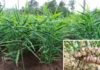 Unwanted weed type in Vietnamese gardens, selling abroad for almost 1 million VND/kg.