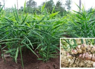 Unwanted weed type in Vietnamese gardens, selling abroad for almost 1 million VND/kg.