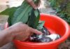 The Magic Leaf: A Swift Solution to Feather-Free Water.