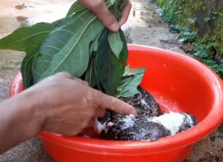 The Magic Leaf: A Swift Solution to Feather-Free Water.