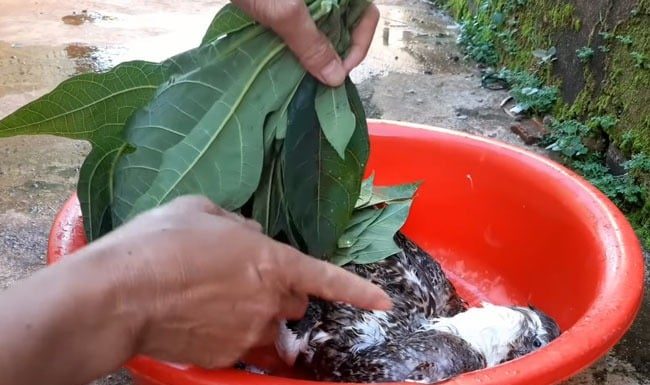 The Magic Leaf: A Swift Solution to Feather-Free Water.