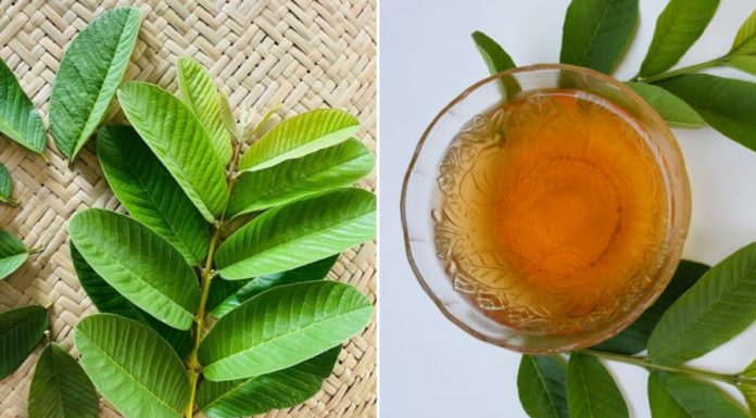 Amazing benefits of guava leaf tea that few people know