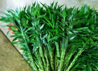 The Magic Number of Branches for Prosperity: Unlocking the Secret to Attracting Wealth and Luck