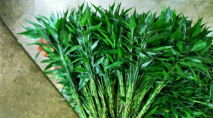 The Magic Number of Branches for Prosperity: Unlocking the Secret to Attracting Wealth and Luck