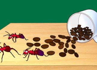 Coffee: More Than Just a Drink, It’s a Surprising Source of Benefits for Your Home