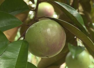 The Only Unique Fruit Exported from Vietnam Worldwide, Iron Content Four Times That of Apples