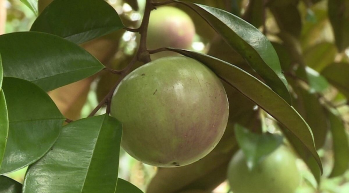 The Only Unique Fruit Exported from Vietnam Worldwide, Iron Content Four Times That of Apples