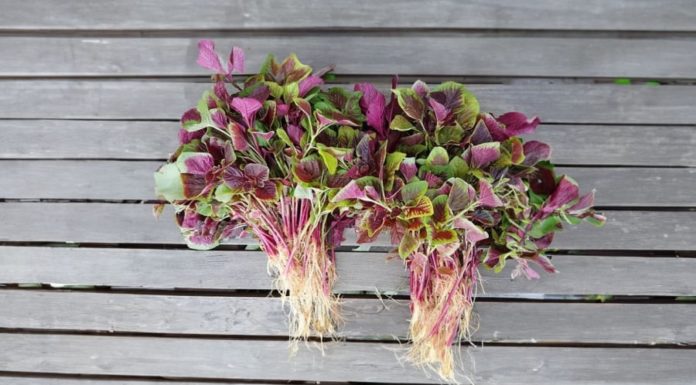 Why did people in the past eat wild vegetables and sweet potatoes when they were healthy, but now they are more well-nourished but sicker?