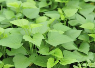 Cheap and Nutritious Greens – Better for Your Health than Expensive Medicines: Good for Your Eyes, Digestion, Stir-Fried with Garlic, Perfect for Baking Delightful Savories.