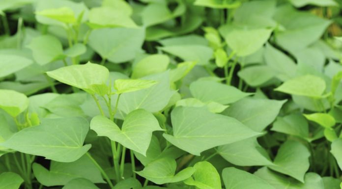 Cheap and Nutritious Greens – Better for Your Health than Expensive Medicines: Good for Your Eyes, Digestion, Stir-Fried with Garlic, Perfect for Baking Delightful Savories.