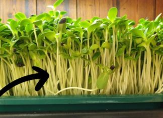 5K Only: Vitamin-Rich Vegetables for Healthy Skin