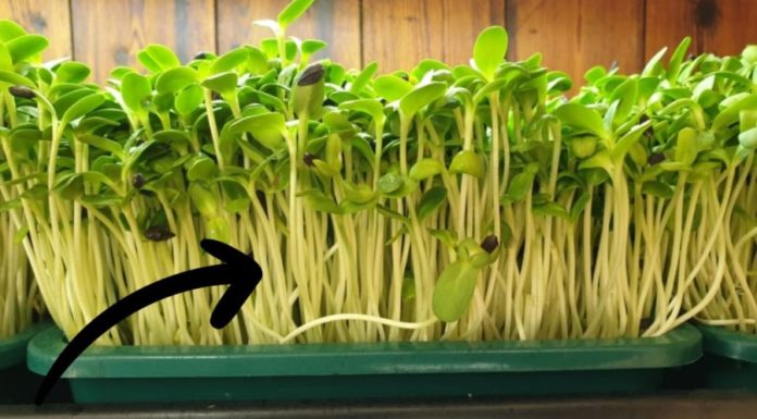 5K Only: Vitamin-Rich Vegetables for Healthy Skin