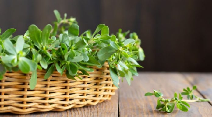 Affordable and Chemical-Free Vegetables That Are Praised and Worth Buying