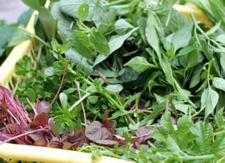 The Ancient Vegetable: A Quick Harvest for a Full Basket
