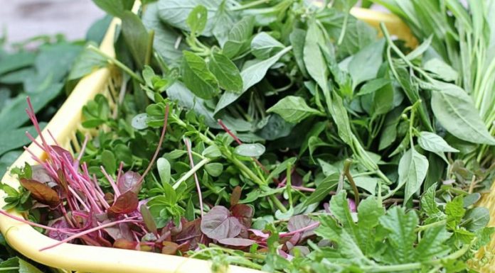The Ancient Vegetable: A Quick Harvest for a Full Basket