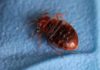 Prevention and eradication methods for bed bugs.