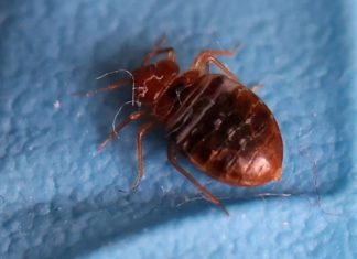 Prevention and eradication methods for bed bugs.
