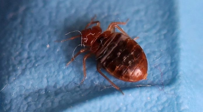 Prevention and eradication methods for bed bugs.