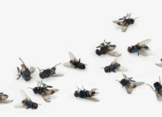 Effective Ways to Get Rid of Flies
