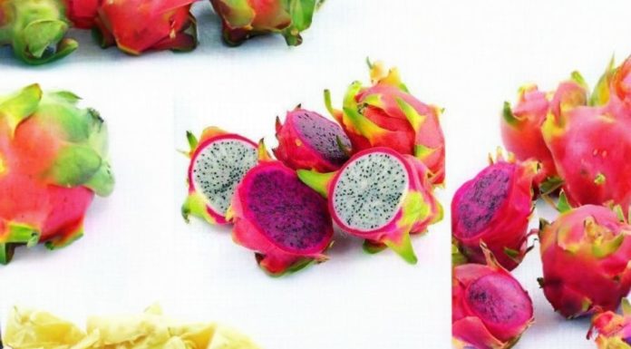 Dragon fruit with red or white flesh: which is better? Many people still don’t know about this.