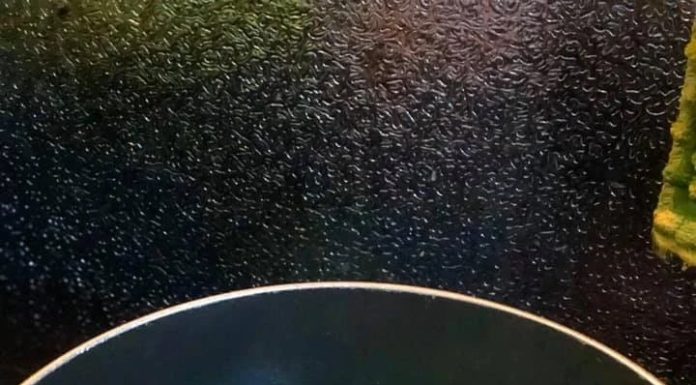 “The Secret to Mouth-Watering Duck: A Magic Water Solution”