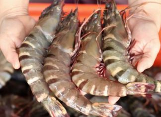 Tips for selecting fresh and delicious shrimp