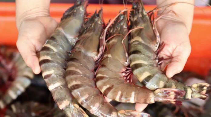 Tips for selecting fresh and delicious shrimp