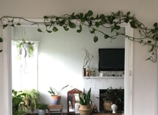 Should you grow climbing plants indoors? What plants are best for indoor climbing?