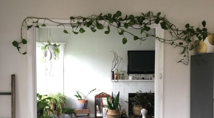 Should you grow climbing plants indoors? What plants are best for indoor climbing?