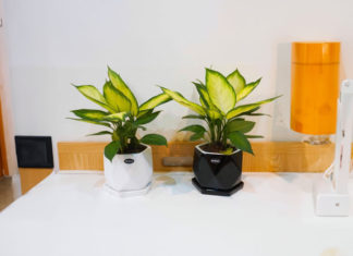 Carefully raise children when planting this houseplant, there may be a dangerous poisoning.