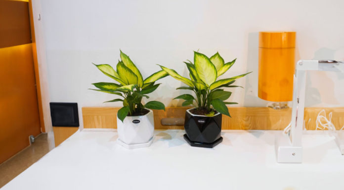 Carefully raise children when planting this houseplant, there may be a dangerous poisoning.