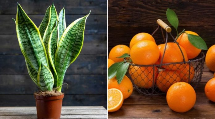 Lucky charms by your bedside bring continuous fortune and overflowing abundance