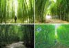 Lost in the Tranquil Green Bamboo Forests of Cao Bang