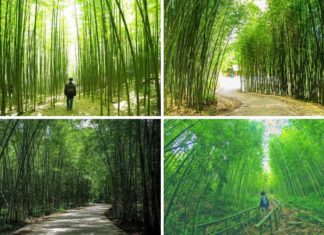 Lost in the Tranquil Green Bamboo Forests of Cao Bang