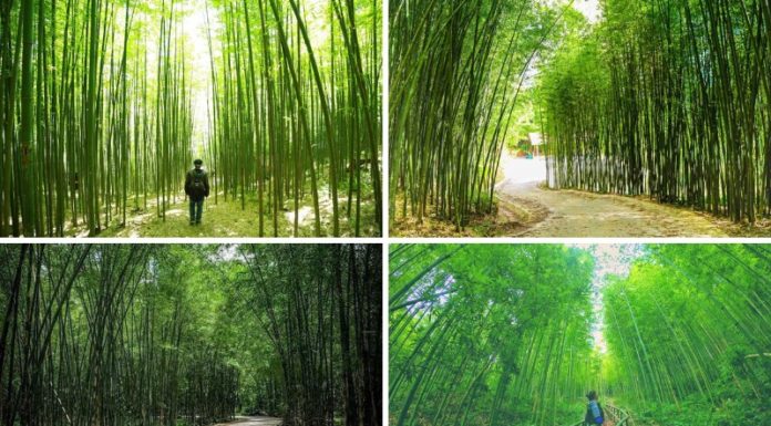 Lost in the Tranquil Green Bamboo Forests of Cao Bang